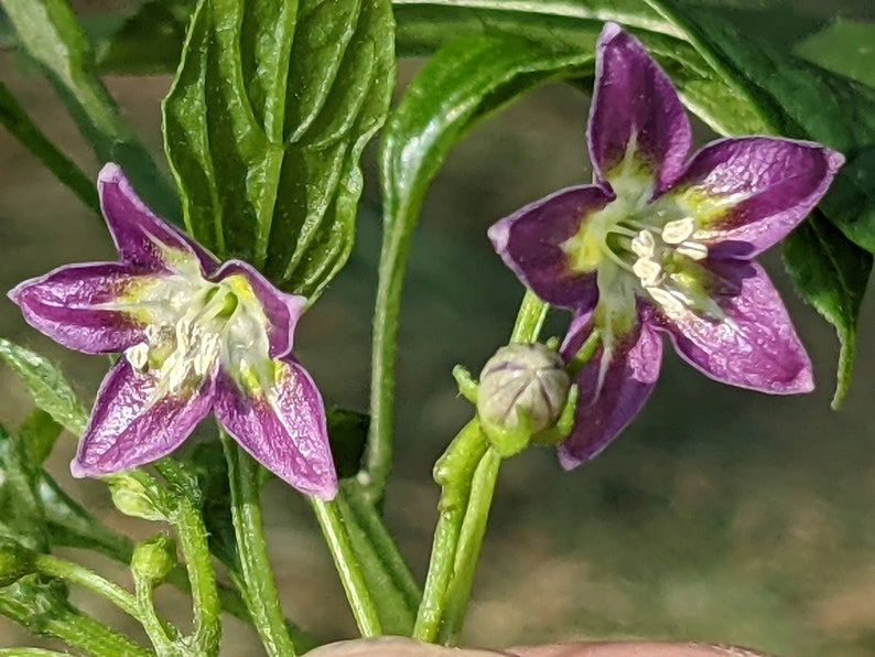 Capsicum Eximium Cap 502